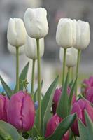 tulipes blanches et violettes photo