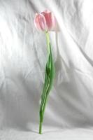 petite fleur de tulipe rose unique photo