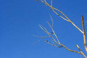 branches d'arbres sans feuilles sur fond de ciel bleu photo