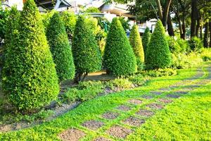des arbres décorent le jardin le long du trottoir dans le parc thaïlandais de chatuchak photo