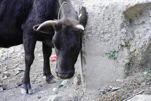 démangeaisons de vache indienne à l'aide d'un mur photo