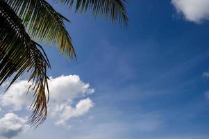 les cocotiers et le ciel ont de beaux nuages. photo