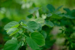 les feuilles vertes sont dans la zone verte pendant la saison des pluies. concepts naturels abondants photo