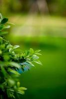 jeunes pousses feuillues vertes de feuilles belles, beau concept naturel photo