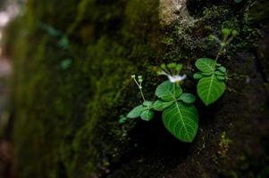 de la mousse et de petites espèces végétales se trouvent le long des rochers. photo