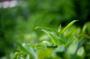 les sommets des feuilles de thé vert sont riches et attrayants. photo