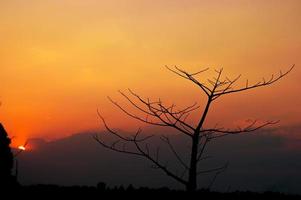 branches noires et coucher de soleil, ciel orange, concept de silhouette photo