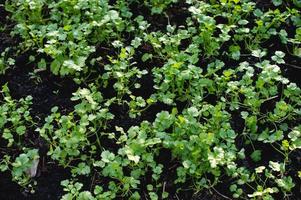 jardin de coriandre du jardin planté avec rangement pour manger comme nourriture. photo