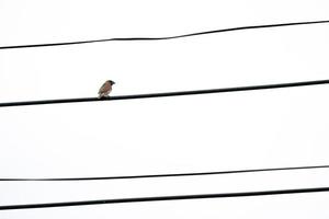 le seul oiseau brun s'accroche au câble électrique seul avec le ciel blanc ouvert. photo