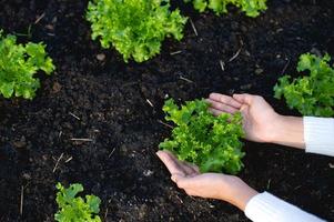 mains et laitue des jardiniers le concept de culture de légumes biologiques photo