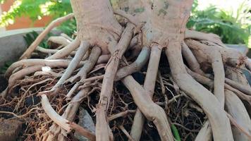 concentrez-vous sur les grosses racines de la plante dans le pot. photo