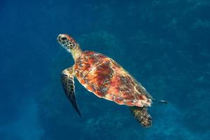 tortue imbriquée de côté photo