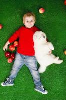 petit garçon souriant de trois ans allongé avec un chiot blanc de samoyède sur l'herbe verte avec des pommes rouges en studio photo