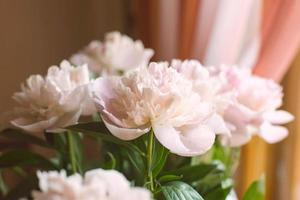 pivoines roses dans un vase photo