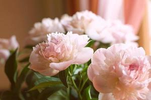 pivoines roses dans un vase photo