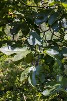 Figues poussant sur un figuier à torre de' roveri italie photo