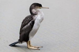 Shag tacheté debout sur une plage de sable photo