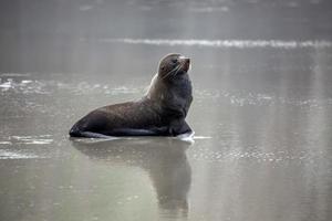 Otarie à fourrure de Nouvelle-Zélande sur la plage photo