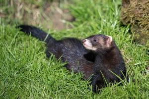 Putois d'Europe dans l'herbe photo