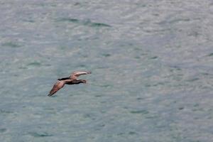 shag tacheté survolant la péninsule d'otago photo