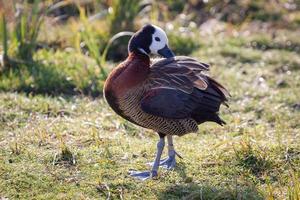 Canard siffleur à face blanche se lissant au soleil photo