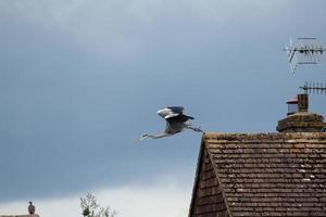 Héron cendré décollant du toit d'une maison contre un ciel maussade photo