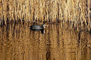 Foulque macroule nageant dans des reflets dorés photo