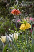 Fritillaria imperialis lys en pleine floraison photo