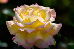 Soleil rose teinté rose jaune floraison dans un jardin anglais photo