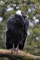 condor andin perché sur une branche photo