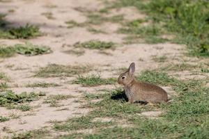 lapin assis et profitant du soleil printanier tôt le matin photo