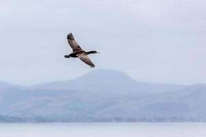 shag tacheté survolant la péninsule d'otago photo