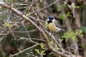 Mésange charbonnière perchée sur une branche photo