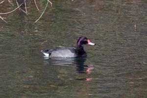 Canard colvert mâle à tête violette nageant à travers un lac photo