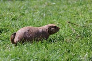 chien de prairie dans l'herbe photo