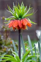 Fritillaria imperialis lys en pleine floraison photo