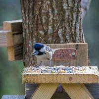 Mésange charbonnière avec une graine dans son bec sur une étagère en bois photo