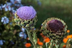 fleur d'artichaut globe photo