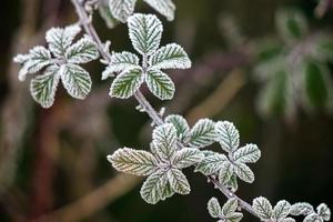 gros plan de quelques feuilles de mûres couvertes de givre photo