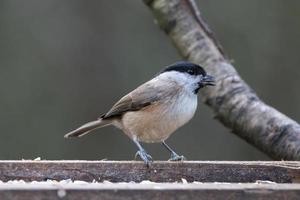 blackcap à la recherche de nourriture sur un plateau de semences en bois photo