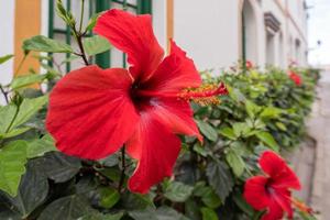 Floraison d'hibiscus rouge à Mogan, Grande Canarie photo