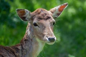 gros plan d'un cerf rouge photo