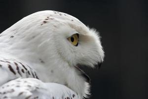 gros plan d'un harfang des neiges photo