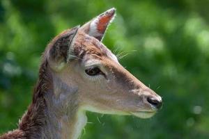 gros plan, de, a, cerf rouge, biche photo