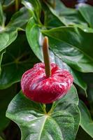 Flamingo Lily floraison en Nouvelle-Zélande photo