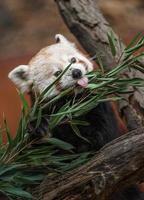 panda rouge mangeant