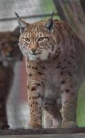 lynx des carpates au zoo photo