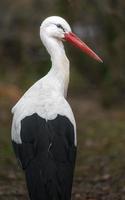 regard de cigogne blanche photo