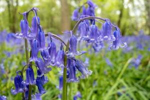 floraison des jacinthes des bois du sussex au printemps photo