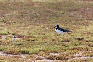 échasse à ailes noires marchant sur les zones humides à marée basse photo